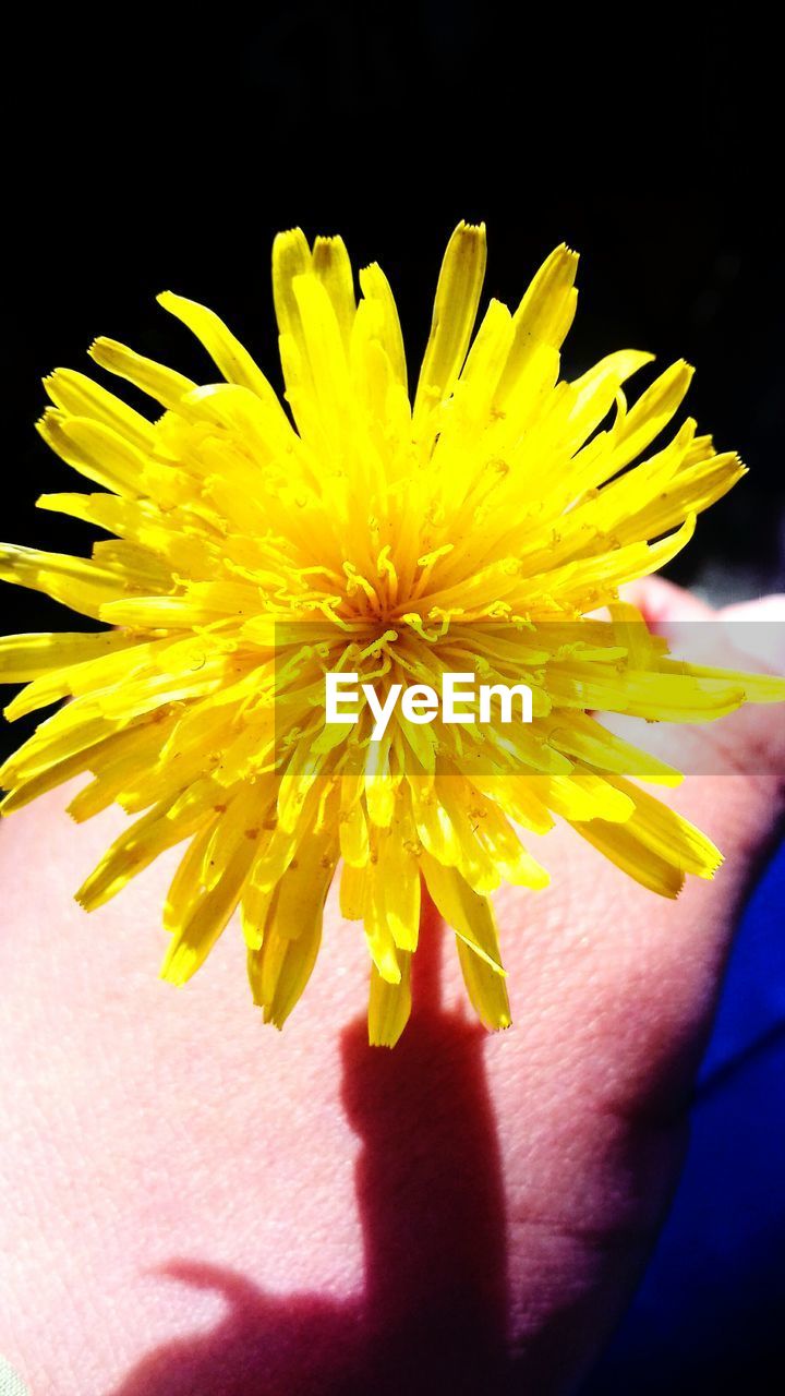 CLOSE-UP OF HAND HOLDING YELLOW FLOWER AGAINST BLURRED BACKGROUND