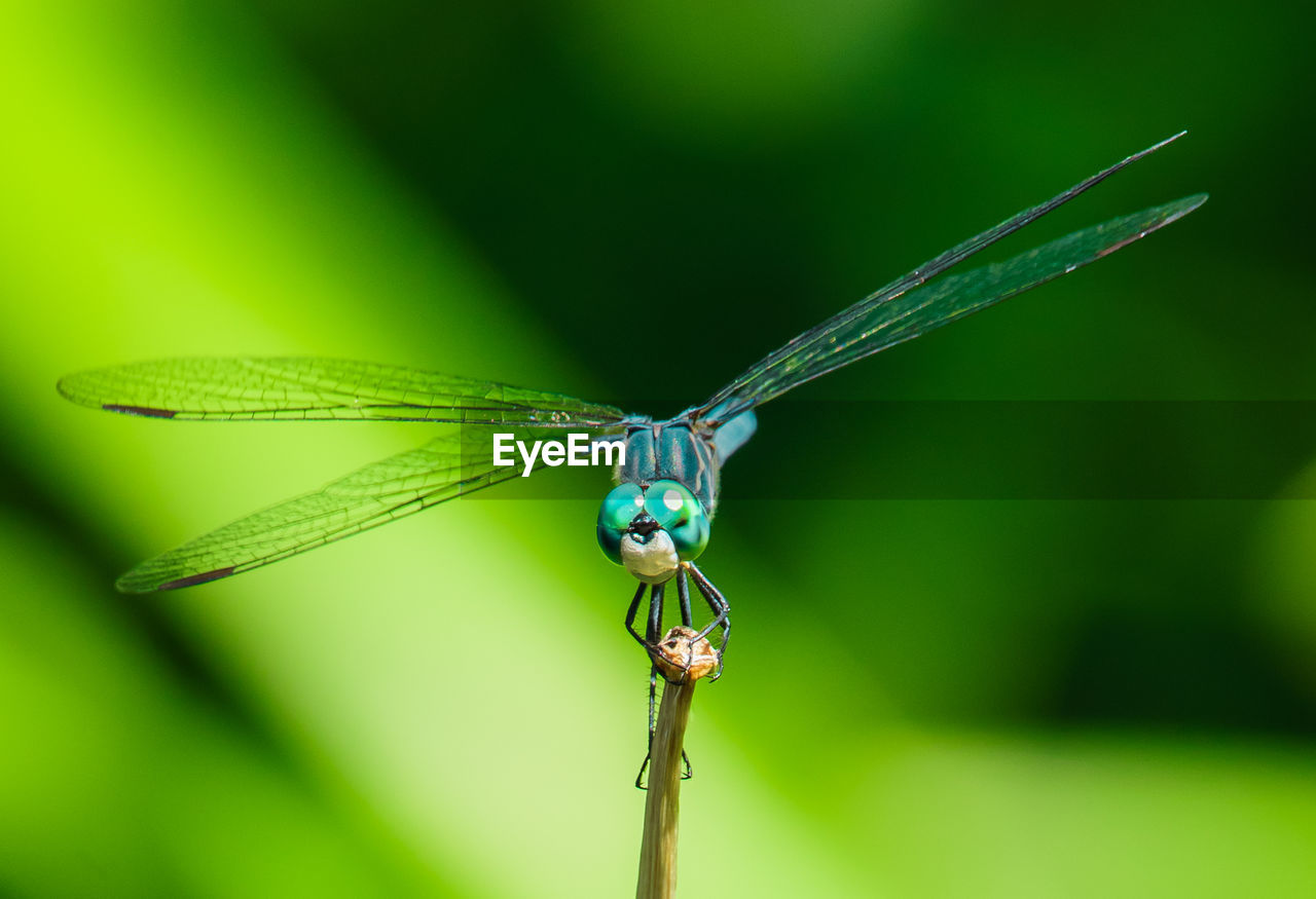 Bule dragonfly on leaf