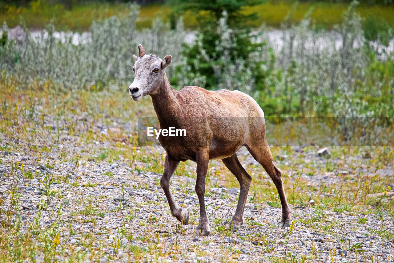 A female bighorn sheep walks on rocky ground.