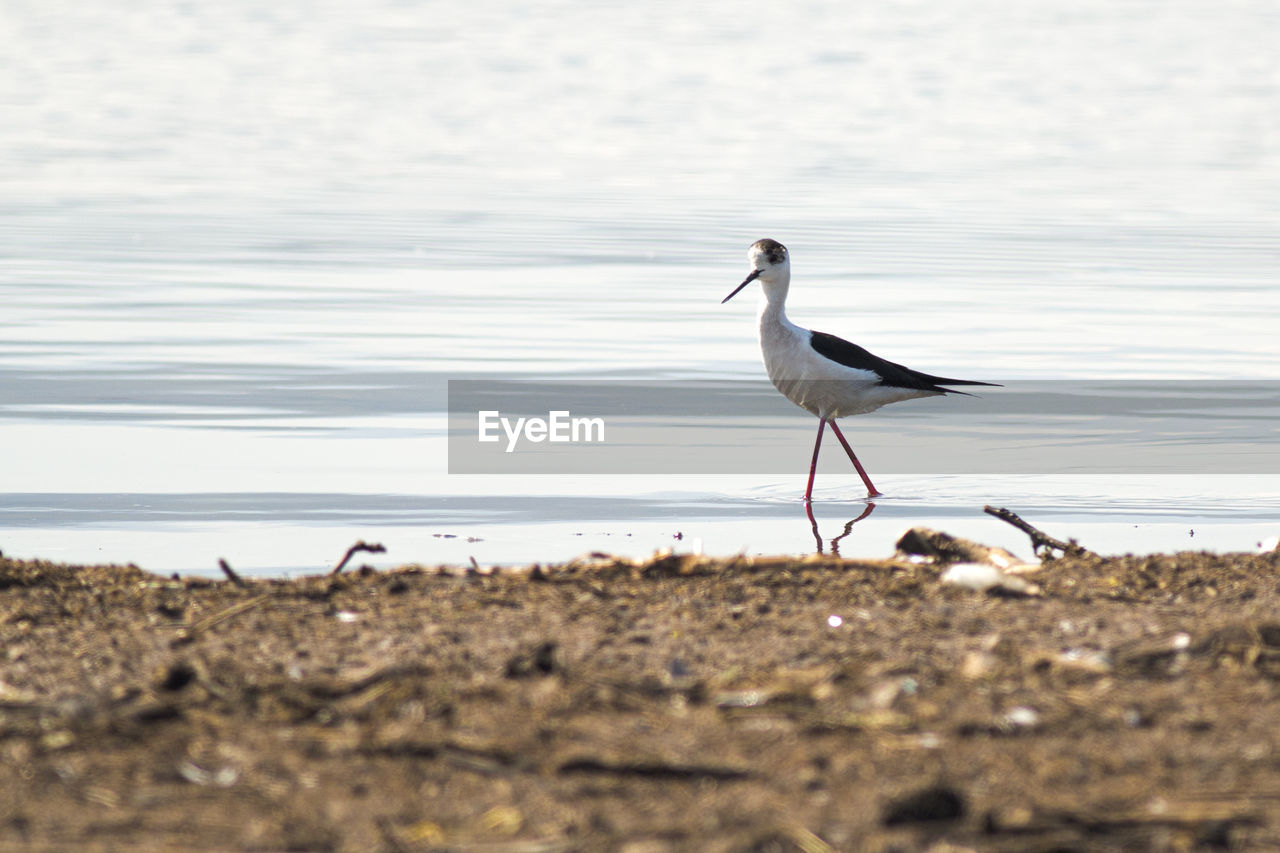 animal wildlife, bird, animal themes, animal, wildlife, water, sea, beach, shore, nature, one animal, sand, land, no people, selective focus, coast, day, side view, outdoors, beauty in nature, full length, water bird