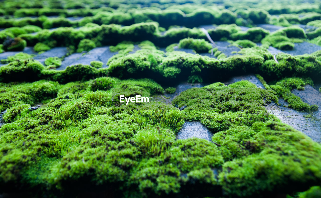 CLOSE-UP OF MOSS GROWING ON ROCK