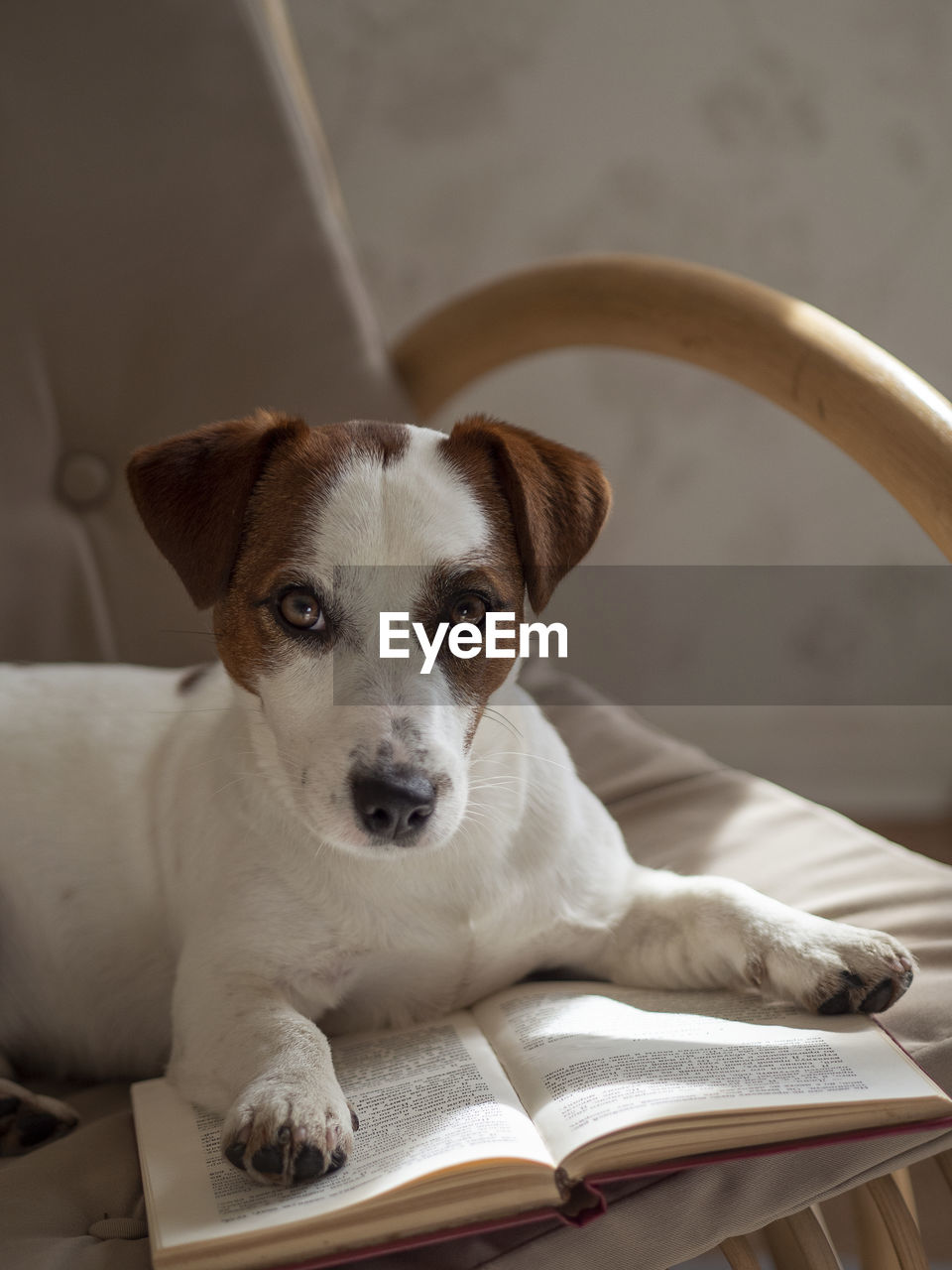 PORTRAIT OF DOG ON BOOK