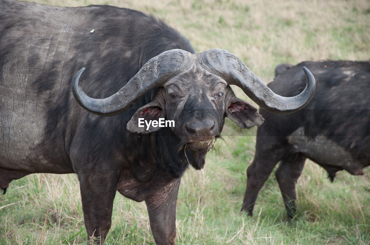 Buffaloes on grass