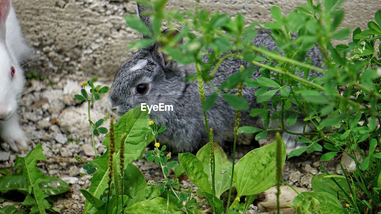 CLOSE-UP OF A SQUIRREL