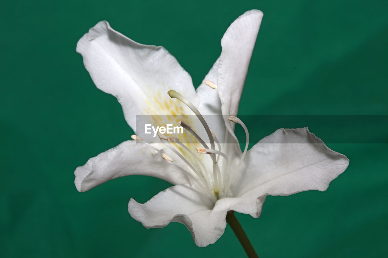 CLOSE-UP OF WHITE IRIS