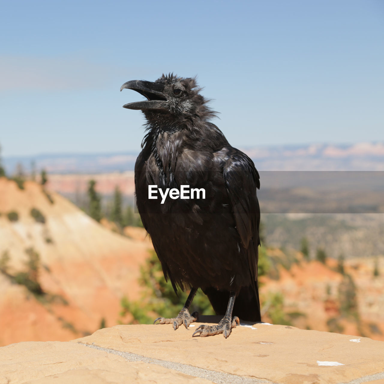 CLOSE-UP OF BIRD PERCHING ON WOOD