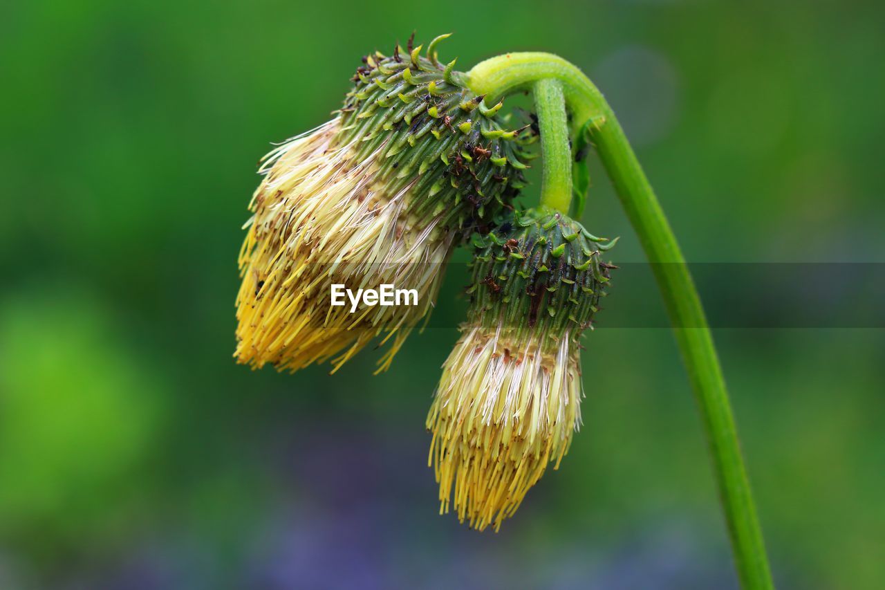 Close-up of wilted flower bud