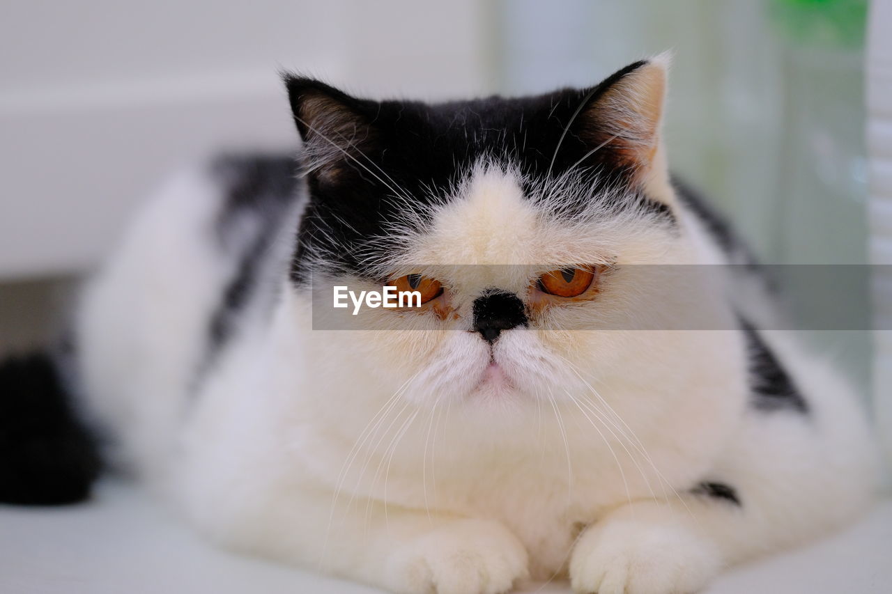 CLOSE-UP PORTRAIT OF A CAT WITH EYES