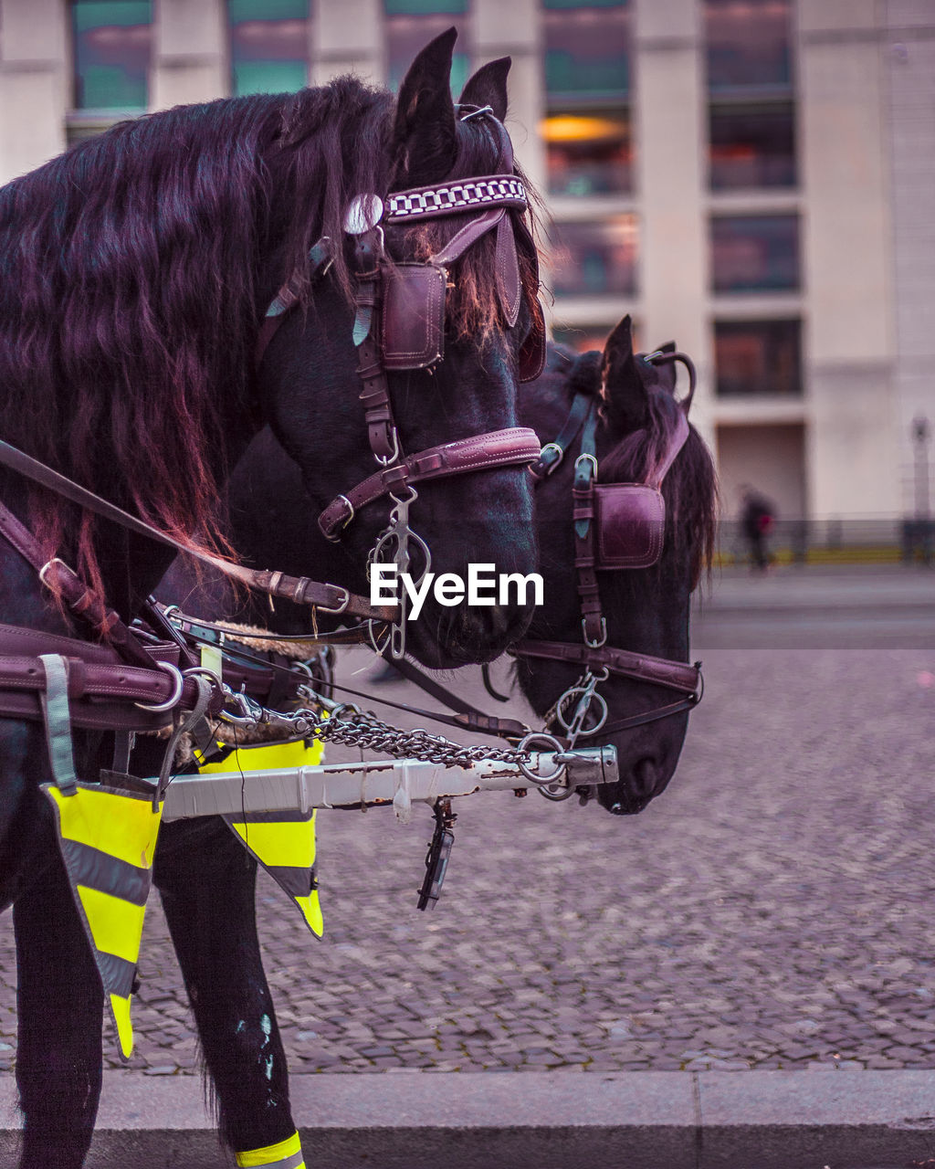 Horse cart on street