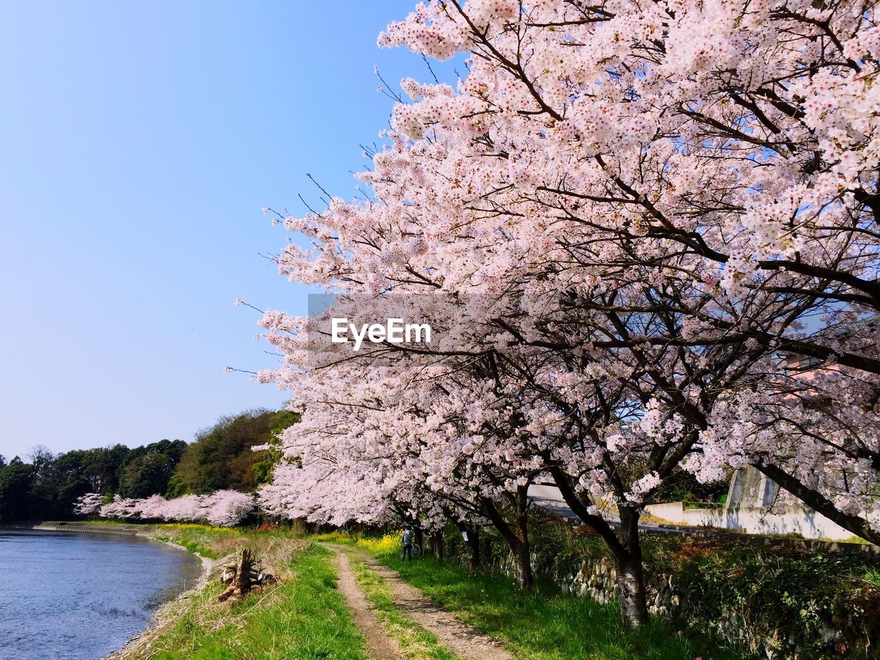 CLOSE-UP OF CHERRY BLOSSOMS IN SPRING