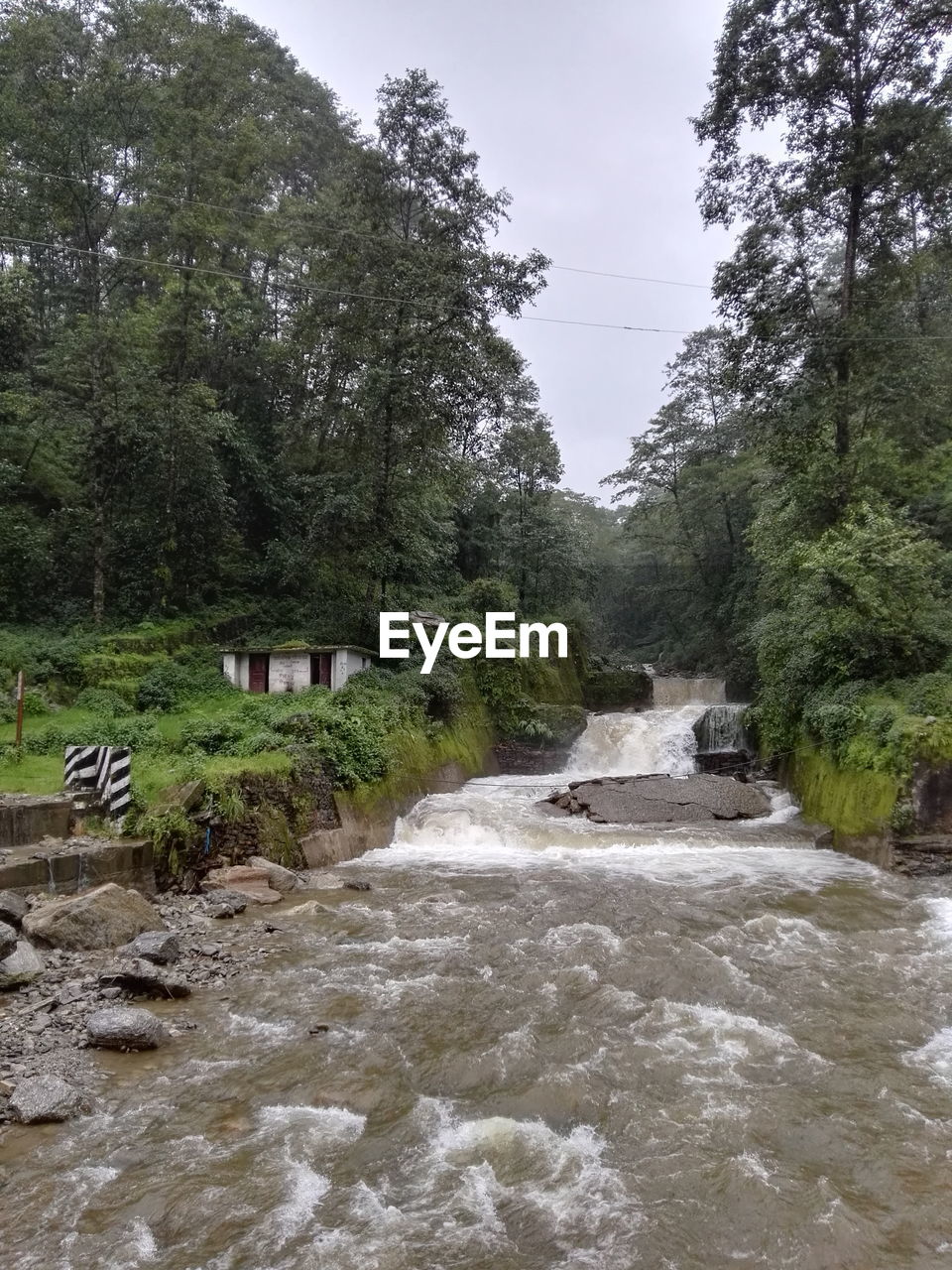 STREAM FLOWING THROUGH FOREST