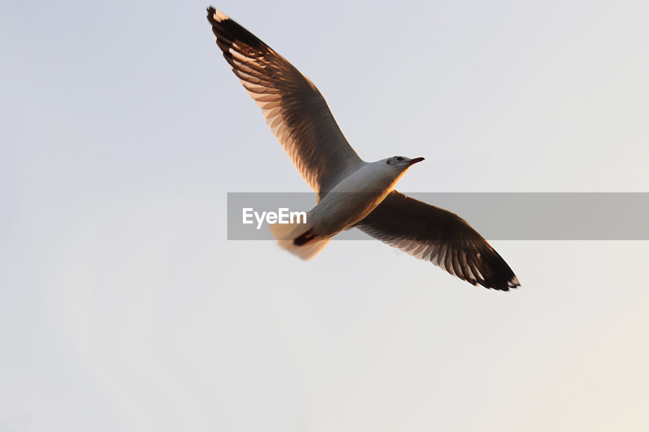 LOW ANGLE VIEW OF SEAGULLS FLYING