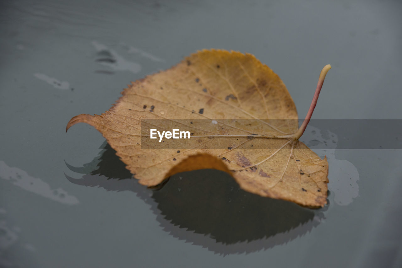 Close-up of dry maple leaf against sky