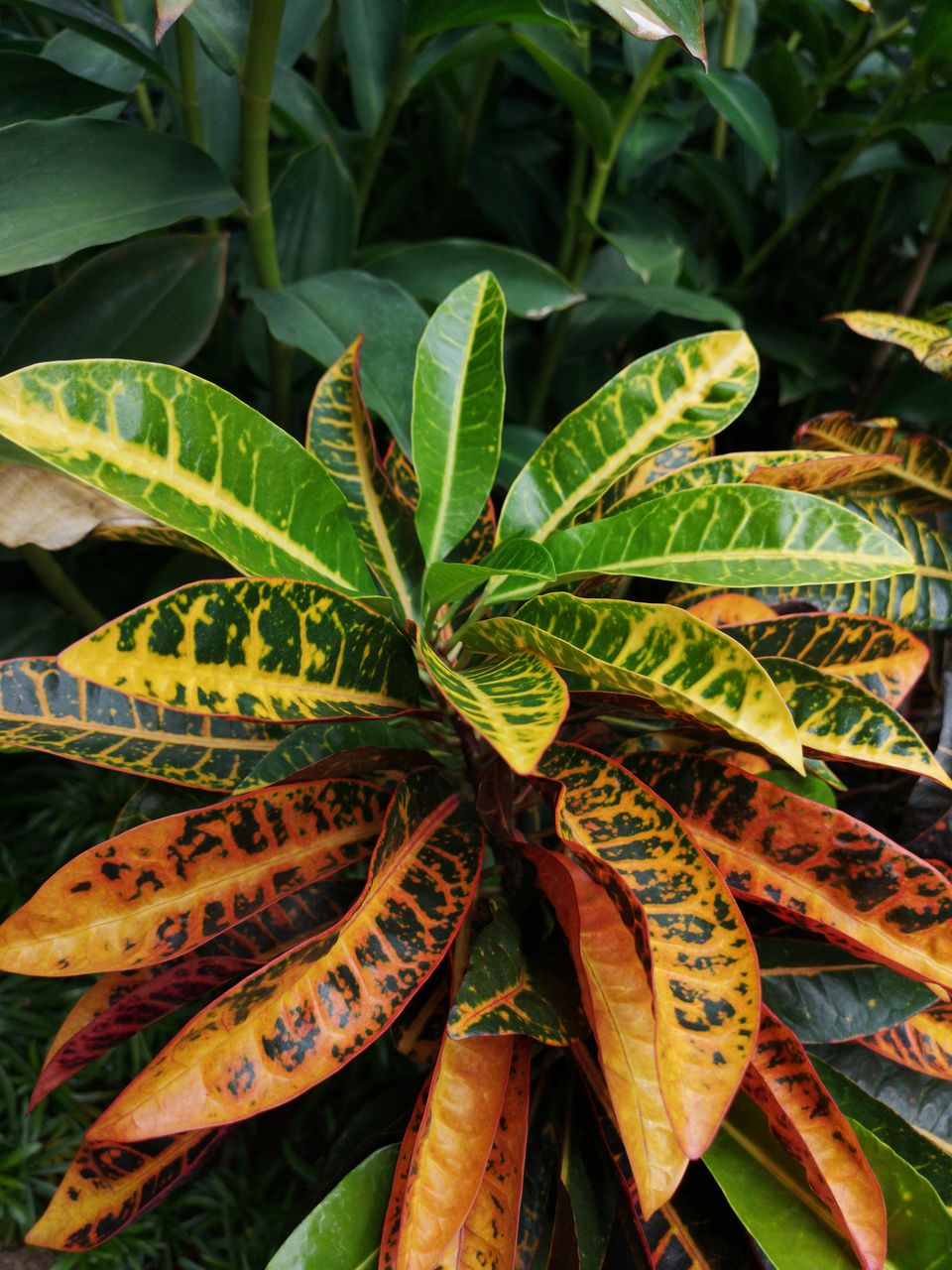 Close-up of fresh green leaves