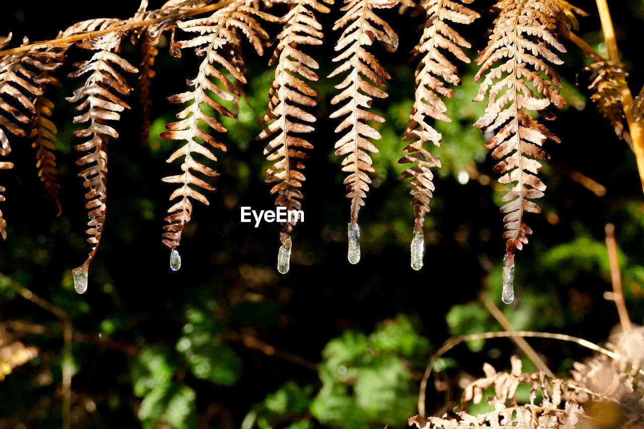 Close-up of fern