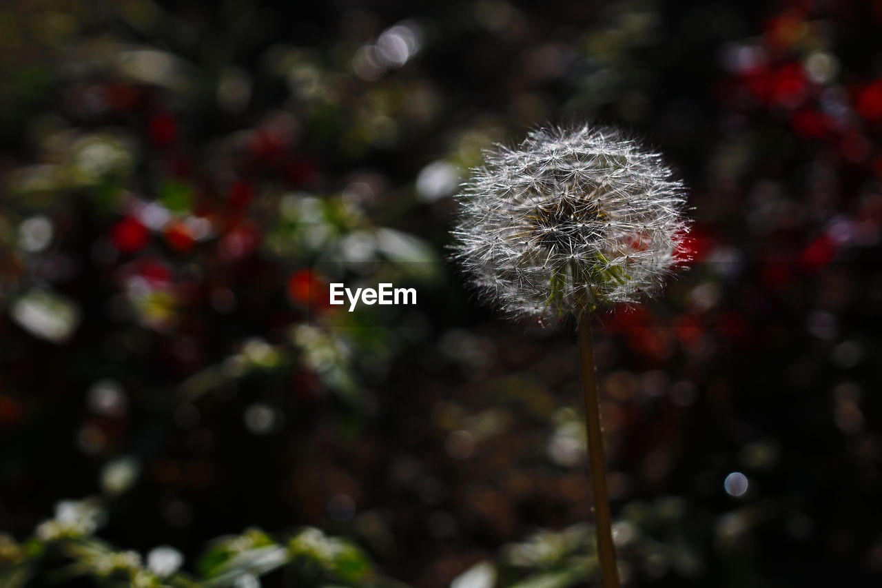 Close-up of dandelion