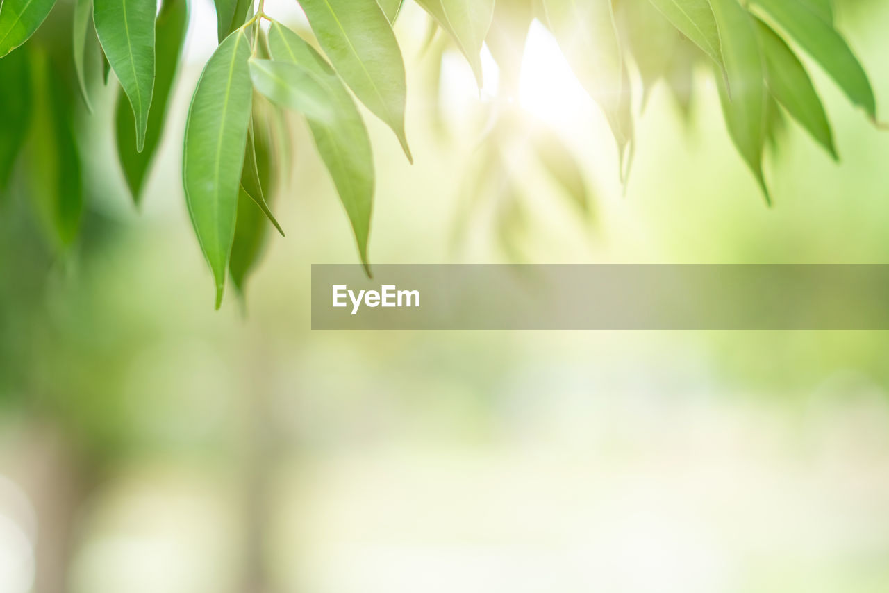 CLOSE-UP OF FRESH LEAVES ON TREE