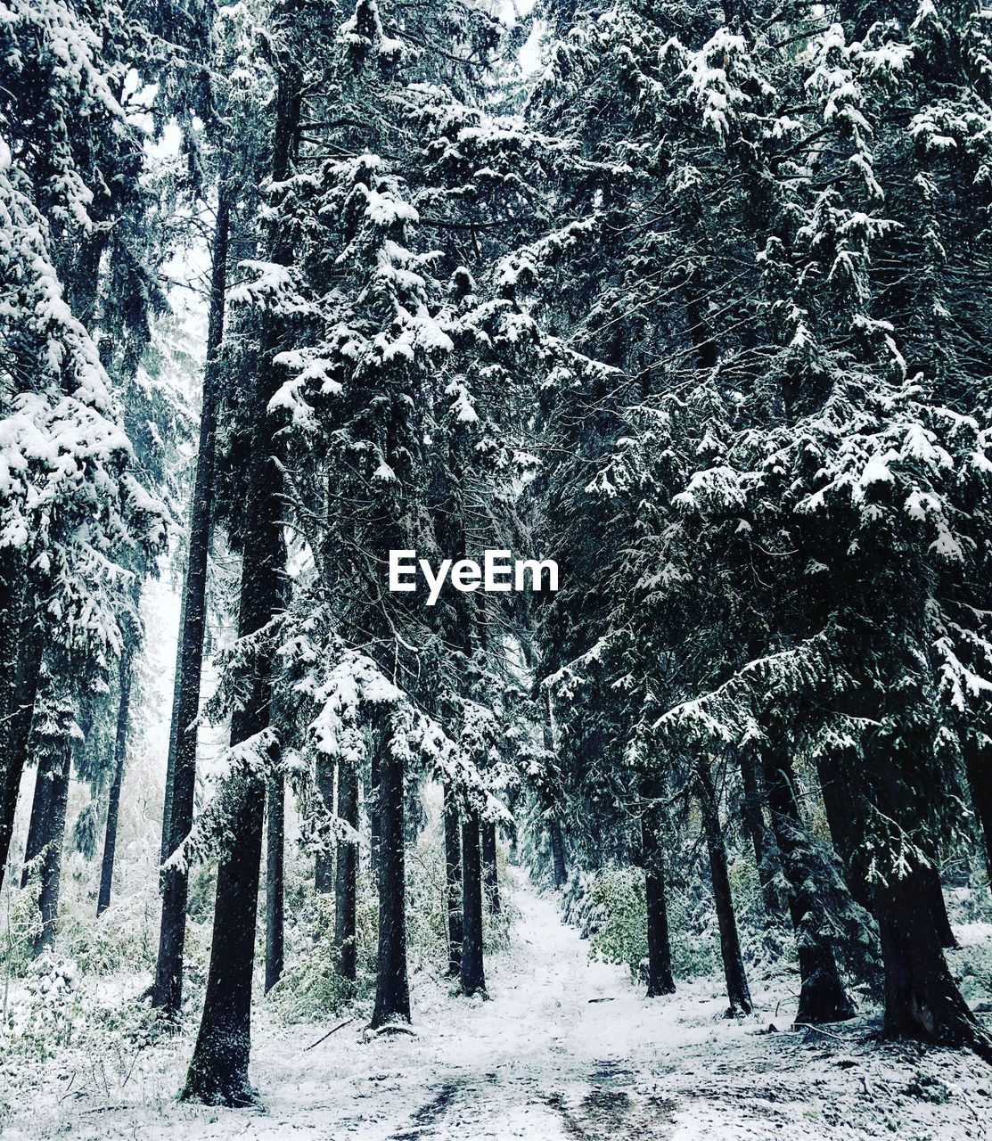 TREES IN SNOW COVERED FOREST