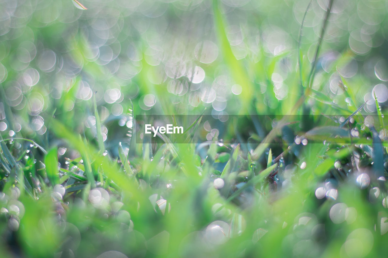 Full frame shot of wet grass on field