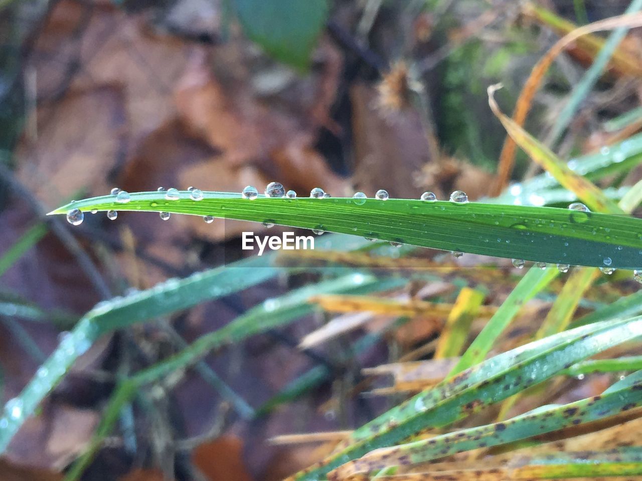 CLOSE-UP OF WATER ON GRASS