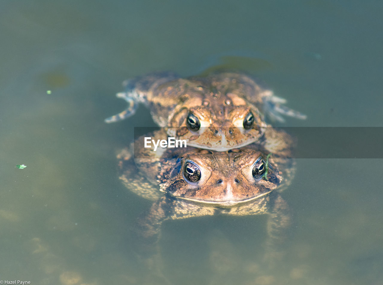 CLOSE-UP OF TURTLE IN WATER