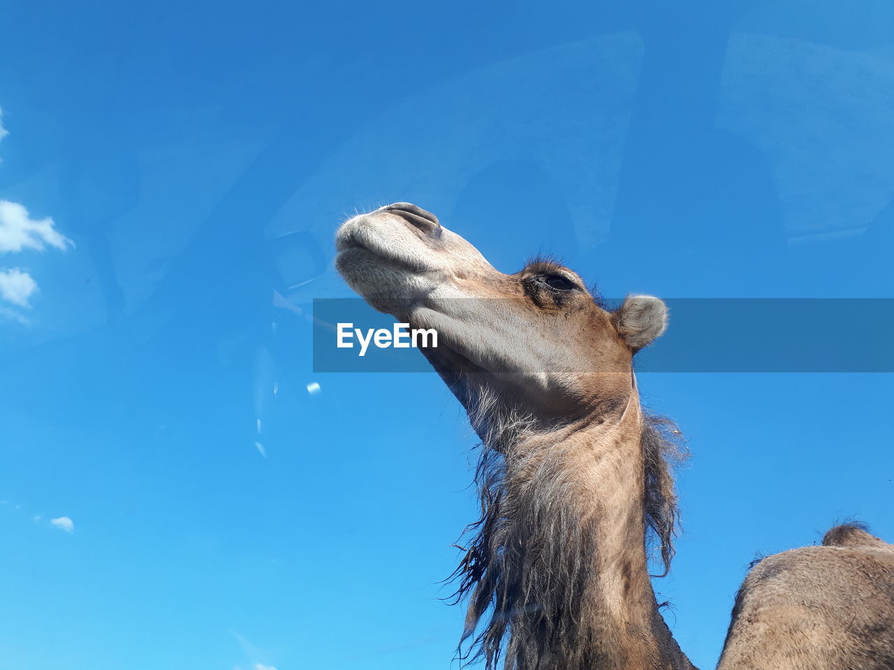 Low angle view of an camel