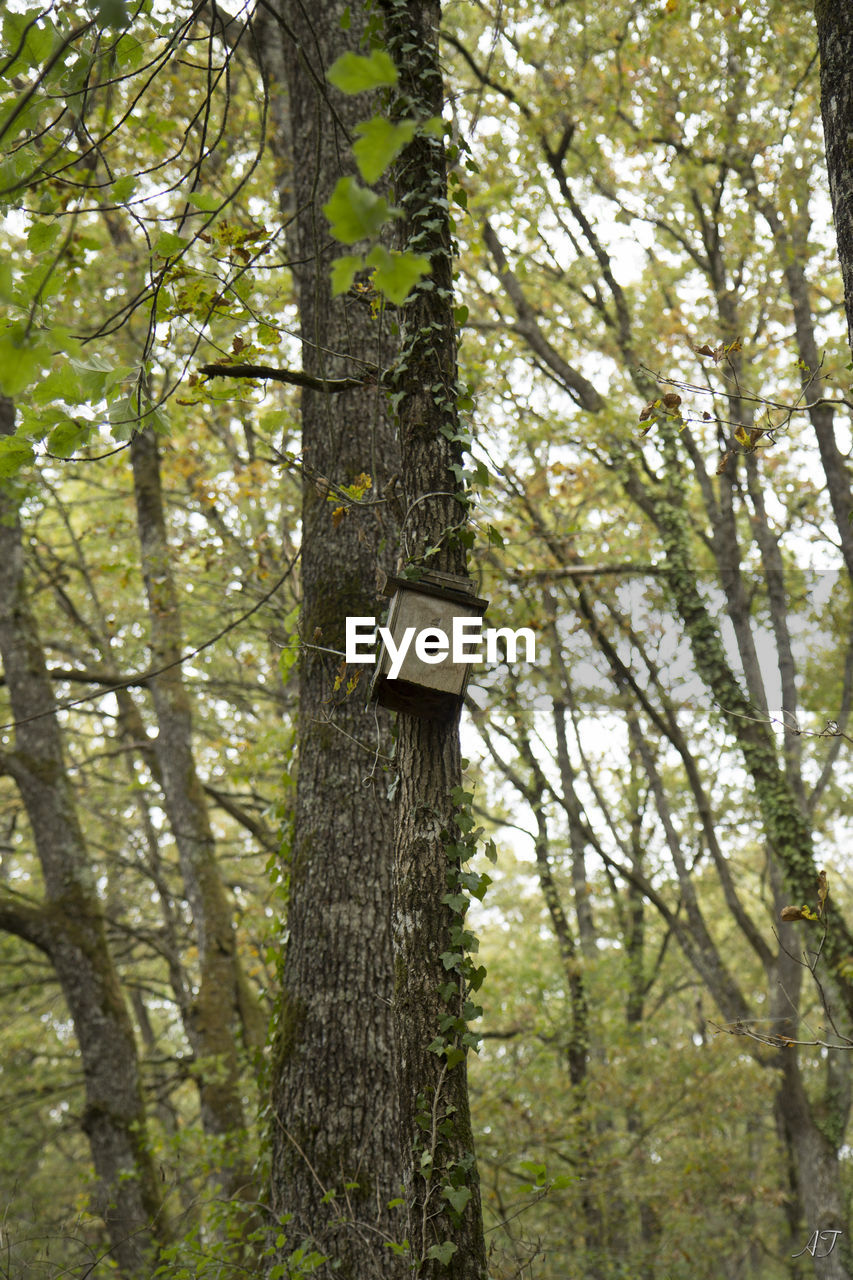 LOW ANGLE VIEW OF TREE TRUNK IN FOREST