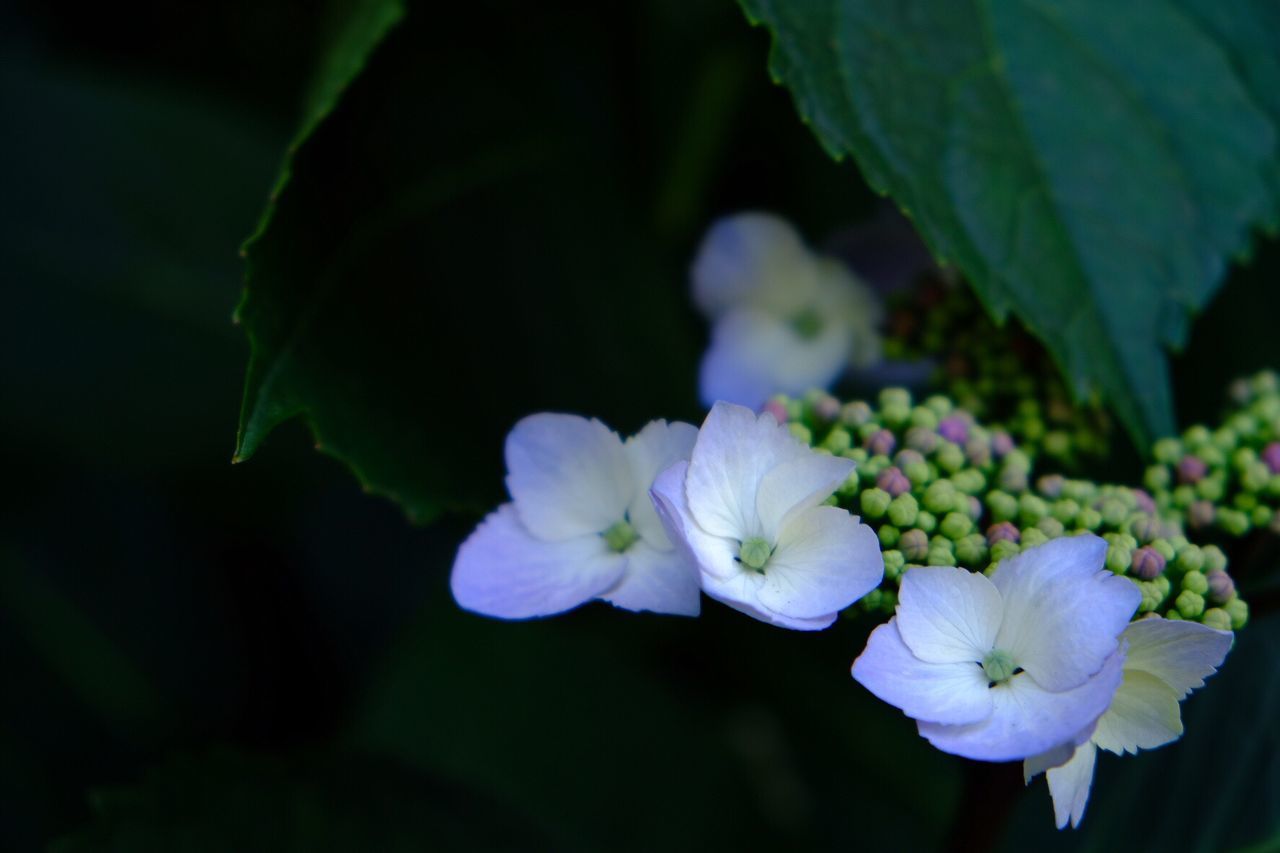 Close-up of flowers blooming outdoors