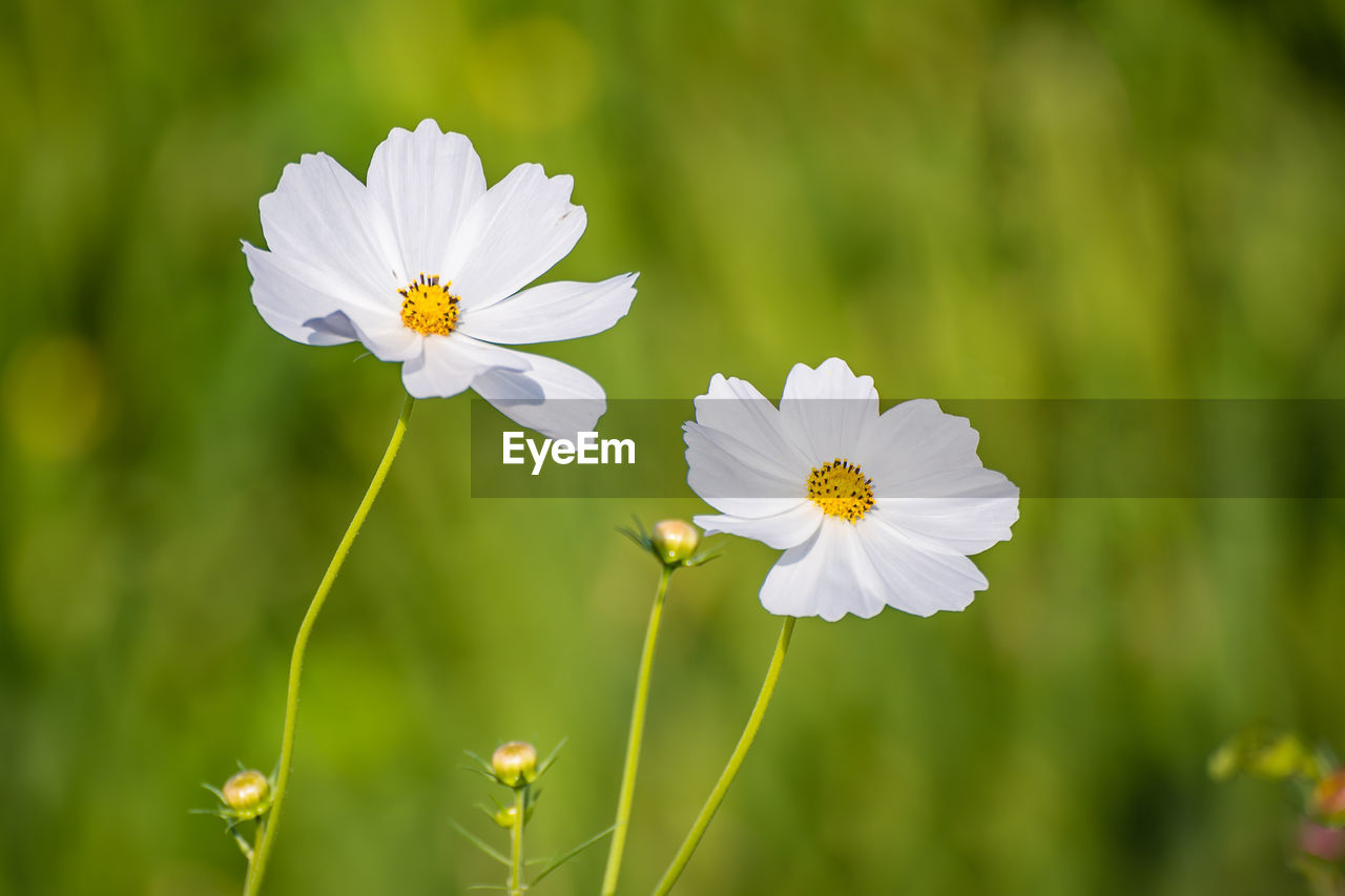 Close-up of white flowers blooming outdoors