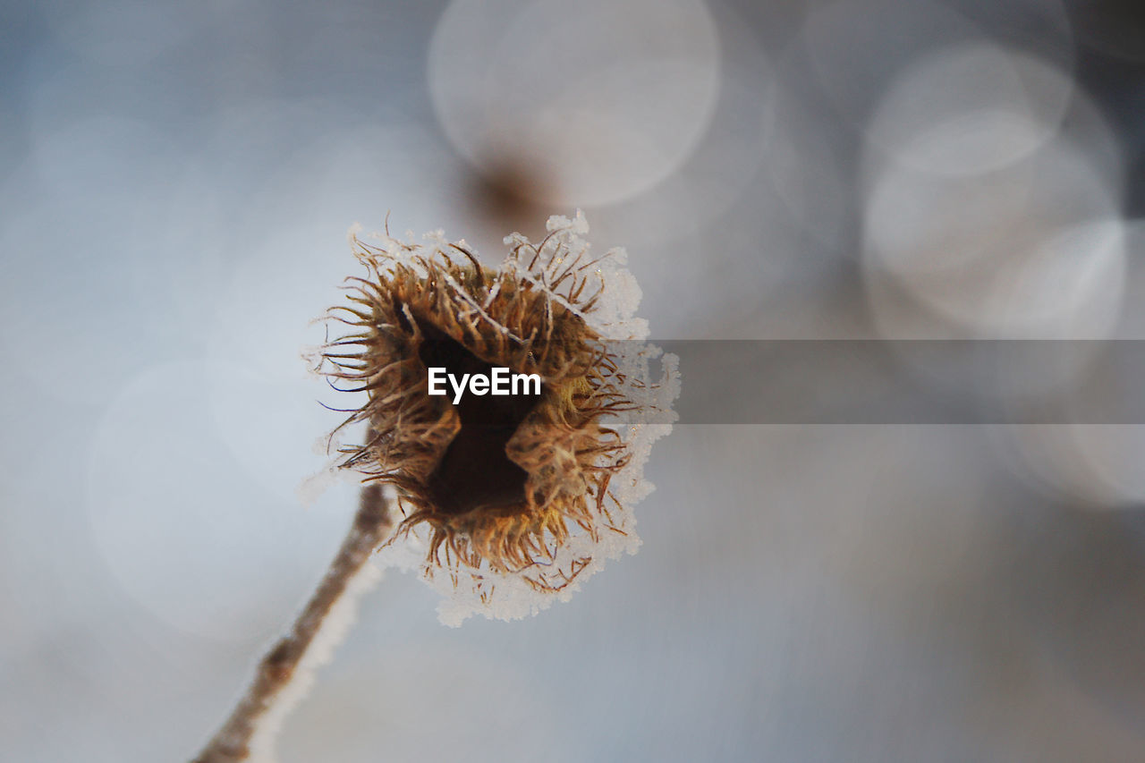 close-up, plant, macro photography, flower, nature, leaf, beauty in nature, flowering plant, fragility, branch, no people, focus on foreground, freshness, growth, pollen, dry, outdoors, tranquility, petal, day, selective focus, wilted plant, yellow, flower head, plant stem, seed, softness, dead plant, dried plant, white