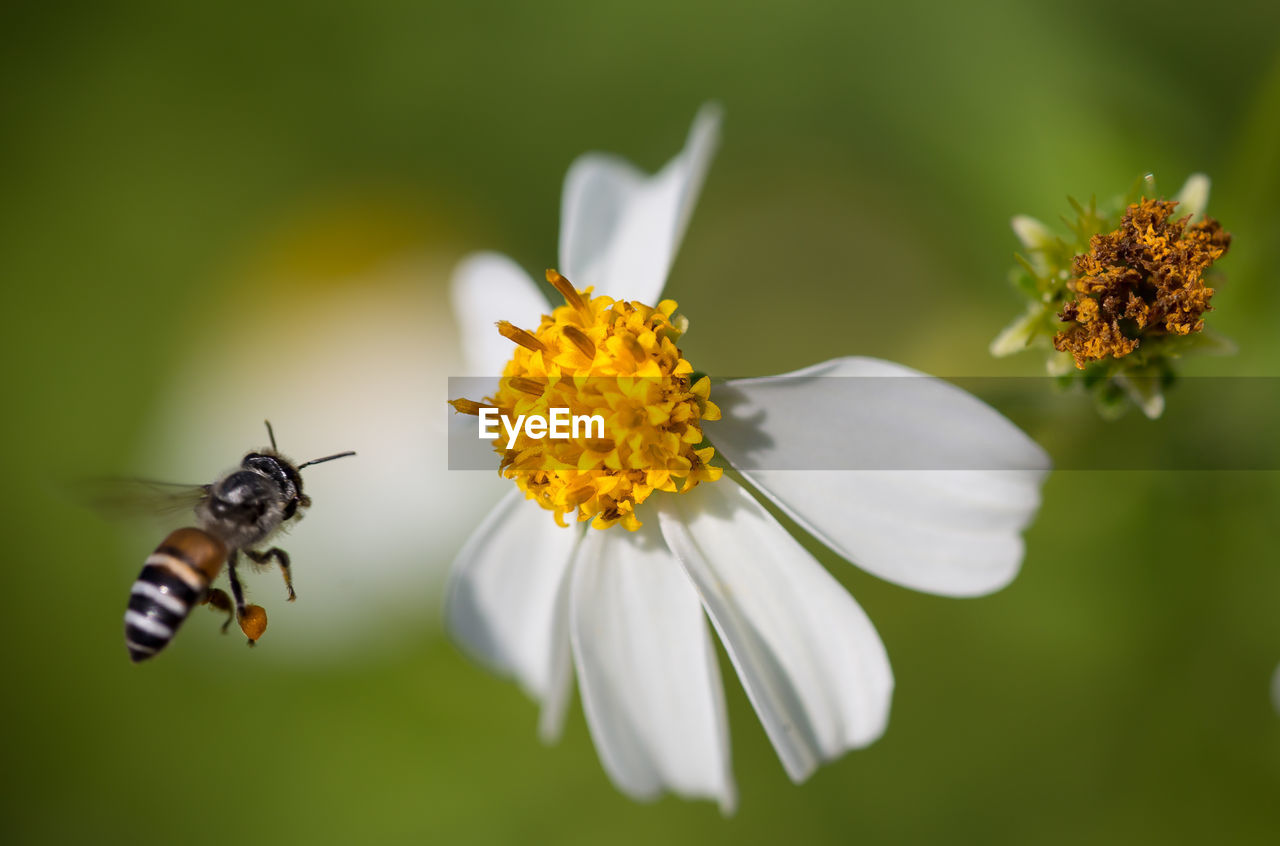 Close-up of bee hovering by white flower