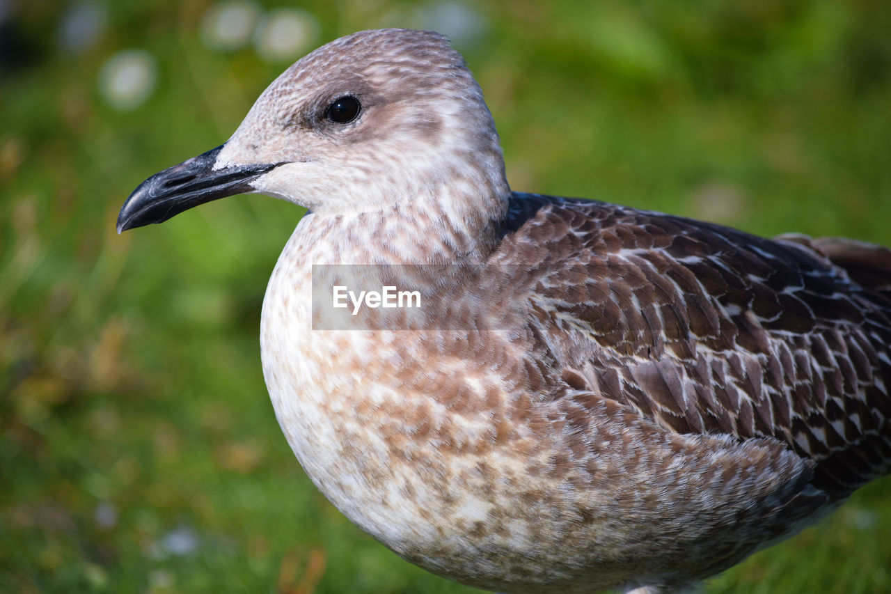 Close-up of seagull 