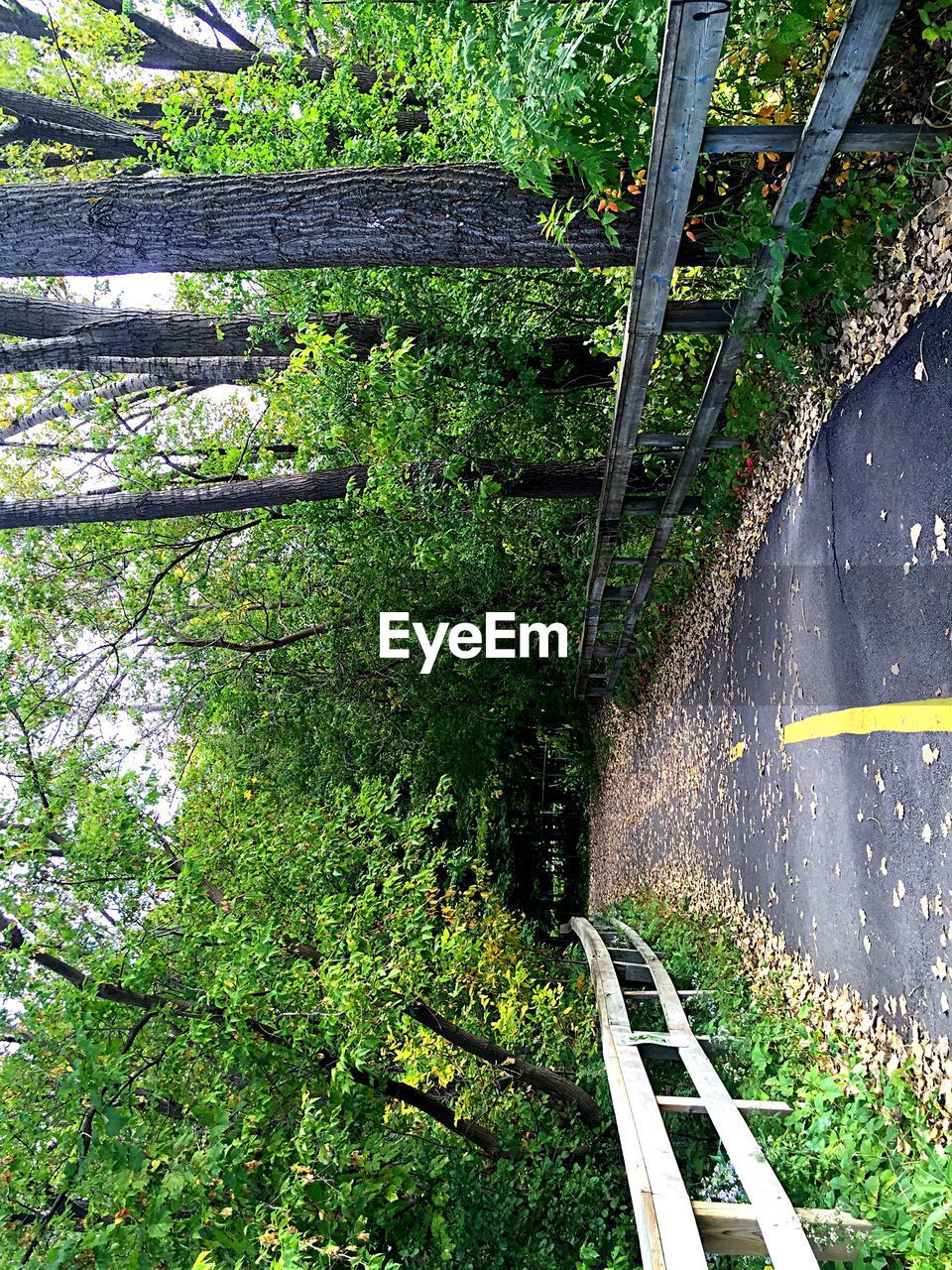 VIEW OF TREES IN PARK