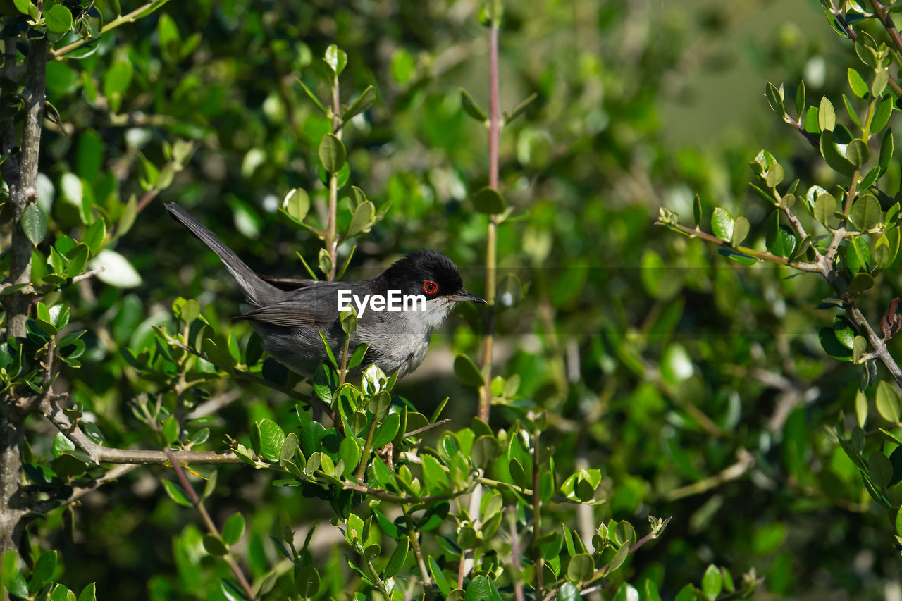 BIRD PERCHING ON TREE