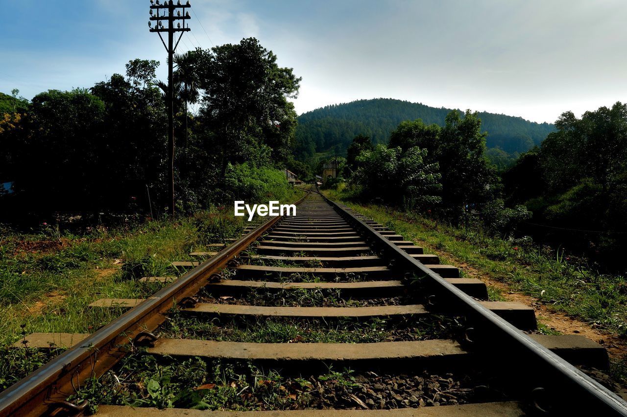 View of railroad tracks along trees