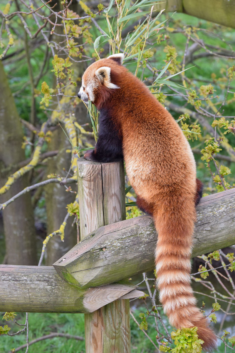 animal themes, animal, mammal, animal wildlife, one animal, wildlife, tree, plant, red panda, nature, no people, zoo, branch, outdoors, jungle, land, climbing, wood, primate, forest, full length, brown, day