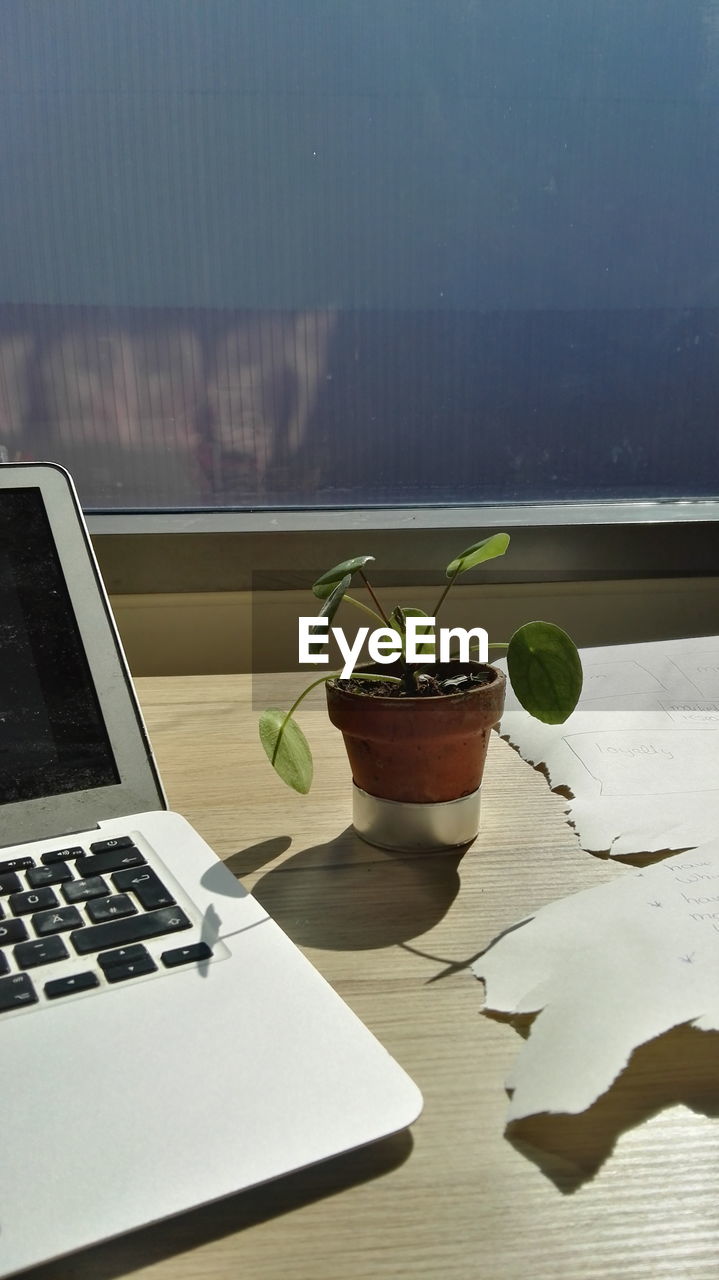 Close-up of laptop and potted plant on table during sunny day