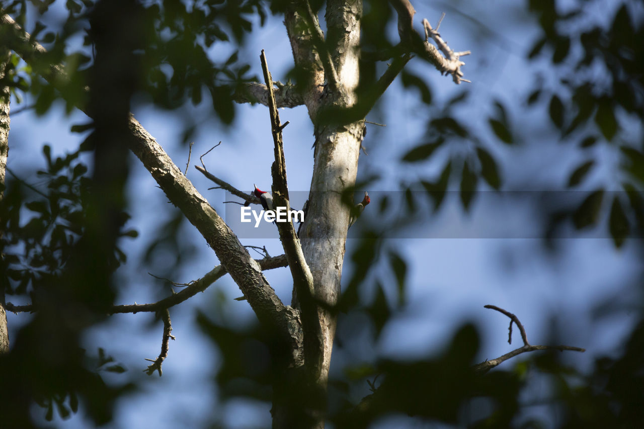 Pair of red-headed woodpeckers melanerpes erythrocephalus foraging on a tree trunk at dusk