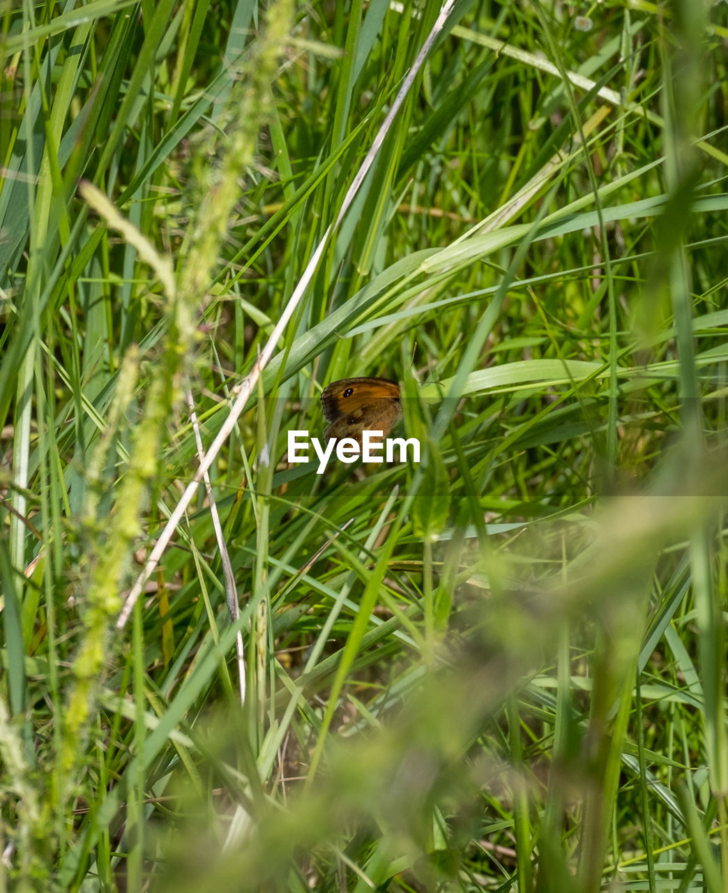 VIEW OF BIRD ON GRASS