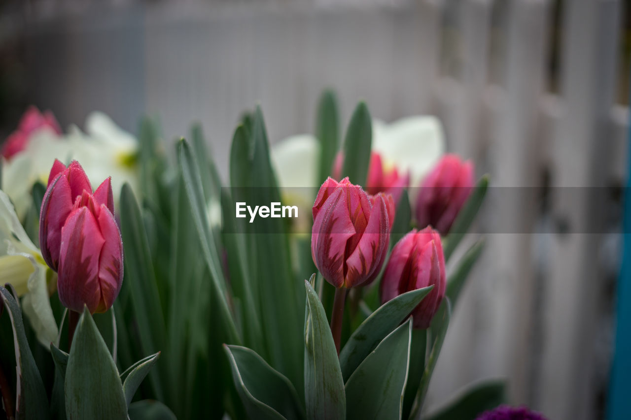 CLOSE-UP OF PINK TULIPS AGAINST BLURRED BACKGROUND