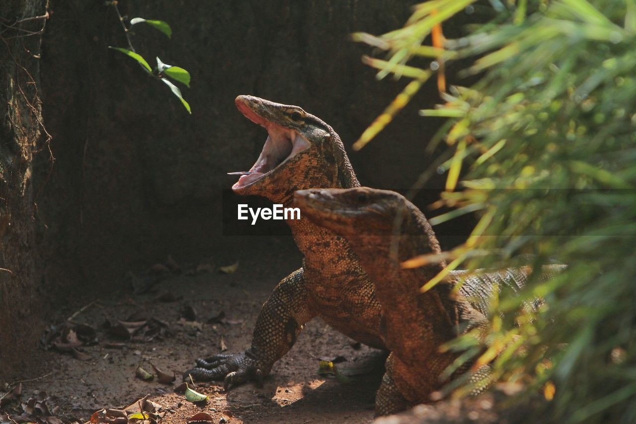 close-up of crocodile
