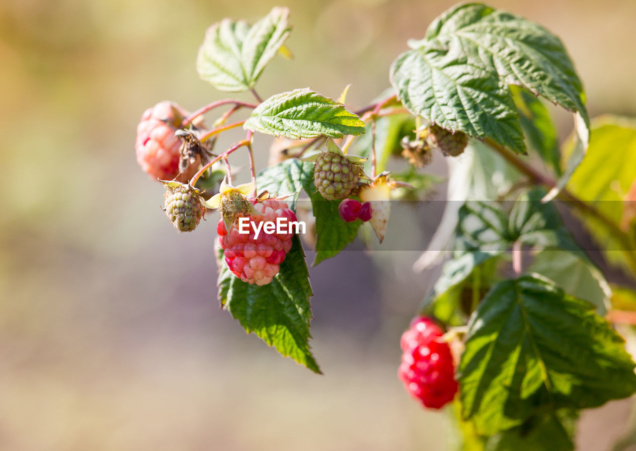 Close-up of berries growing on plant