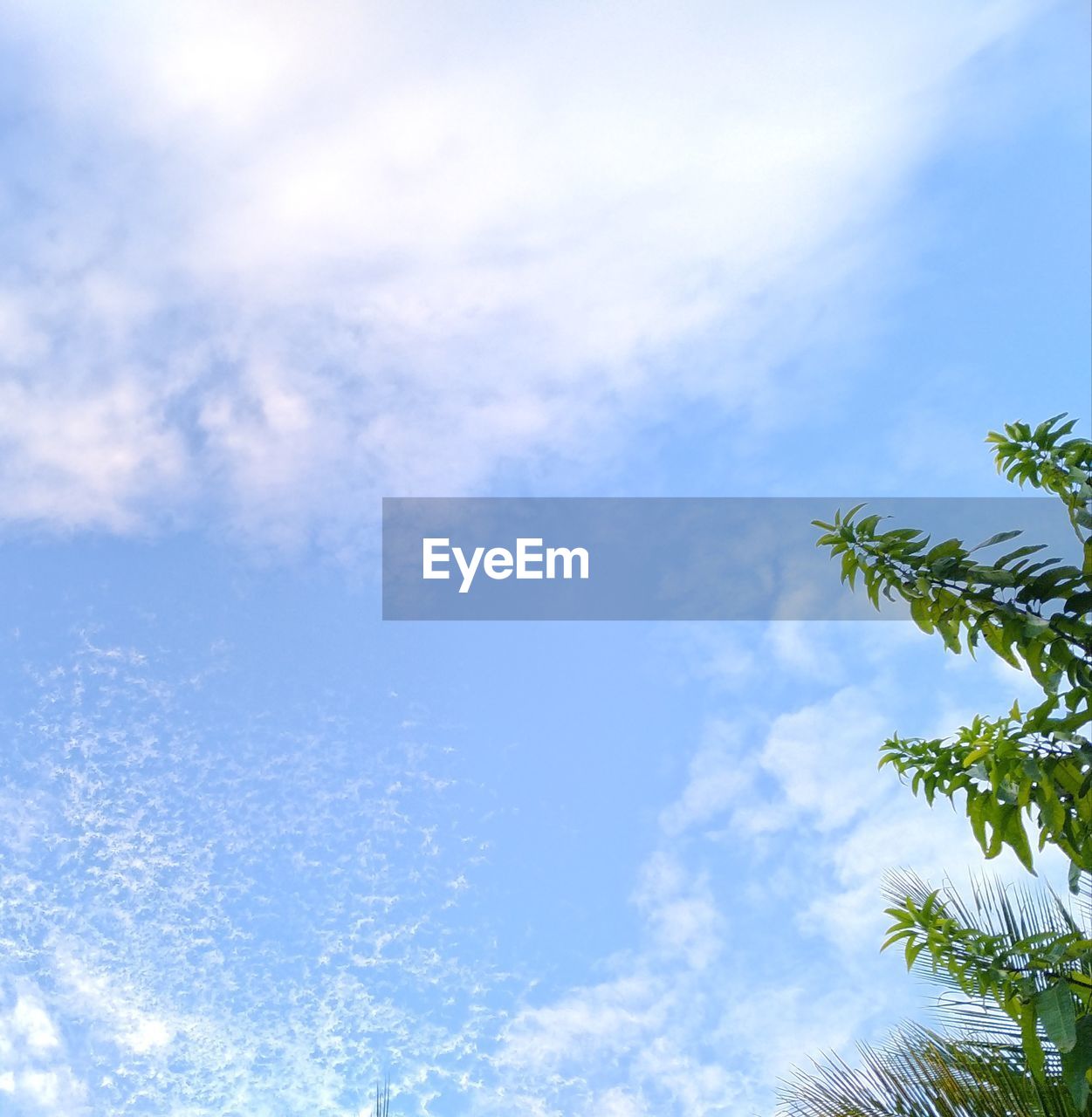 LOW ANGLE VIEW OF PALM TREE AGAINST BLUE SKY