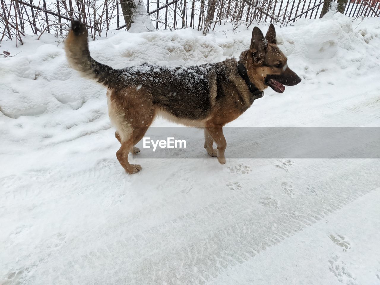 animal themes, animal, one animal, mammal, pet, snow, domestic animals, cold temperature, winter, dog, canine, nature, running, land, no people, german shepherd, frozen, walking, day, outdoors, environment, white