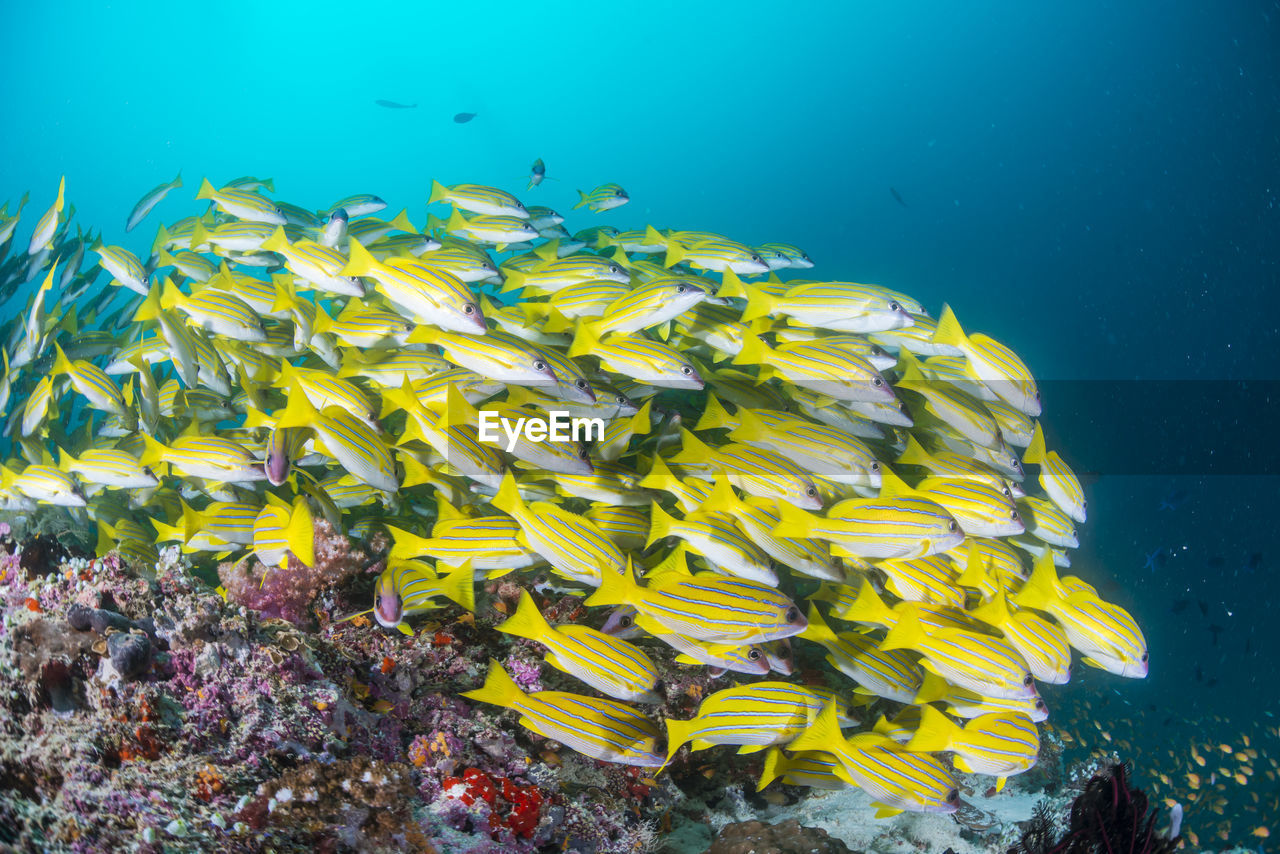 School of blue banded snapper ,wide angle