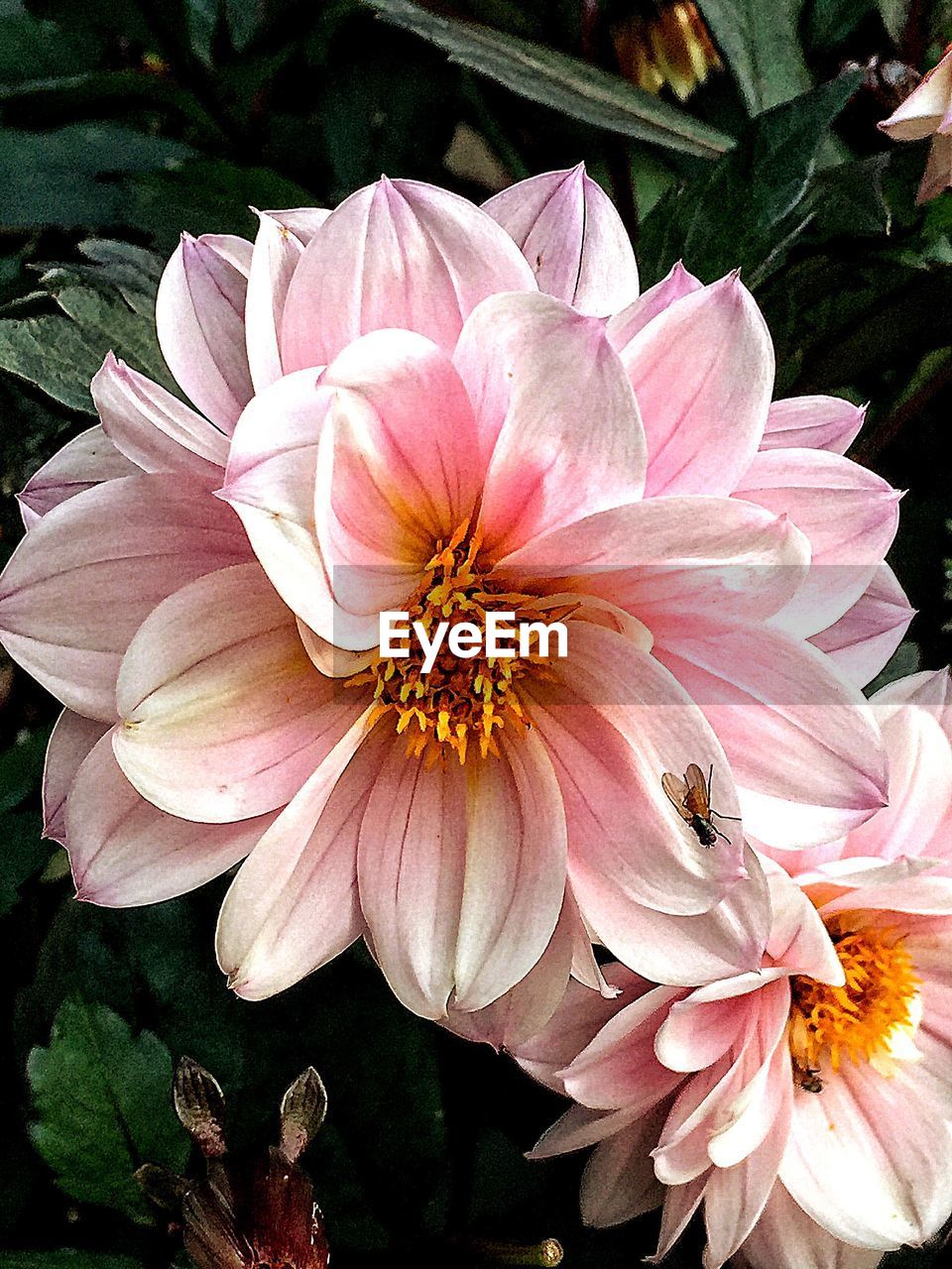 CLOSE-UP OF PINK ROSE