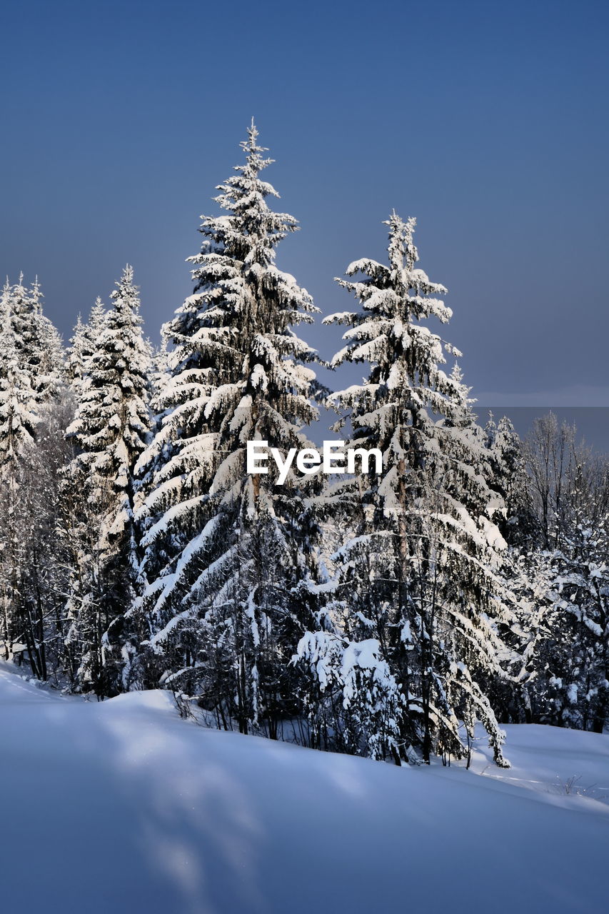 SNOW COVERED TREES AGAINST SKY