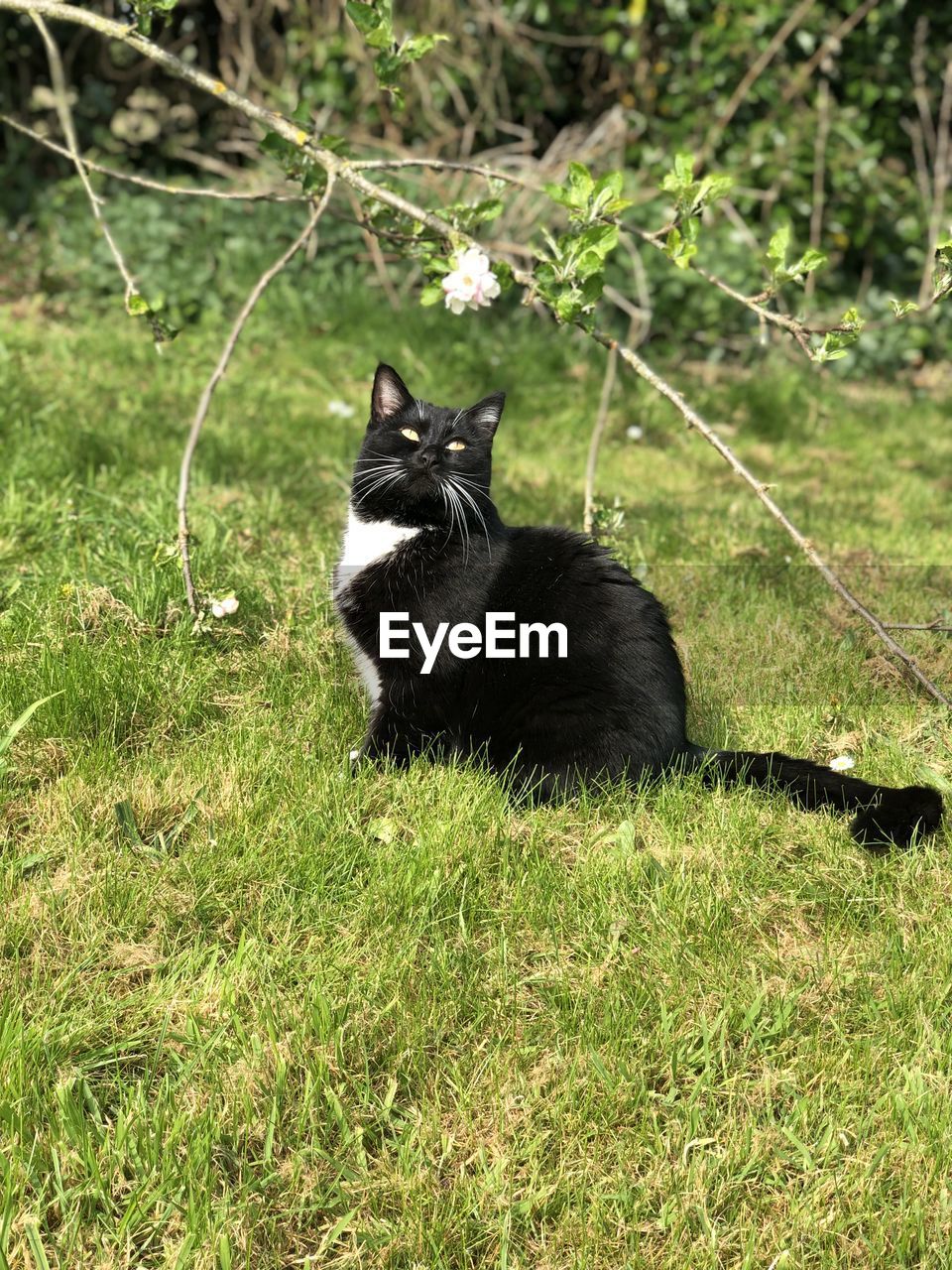 BLACK CAT LYING ON FIELD