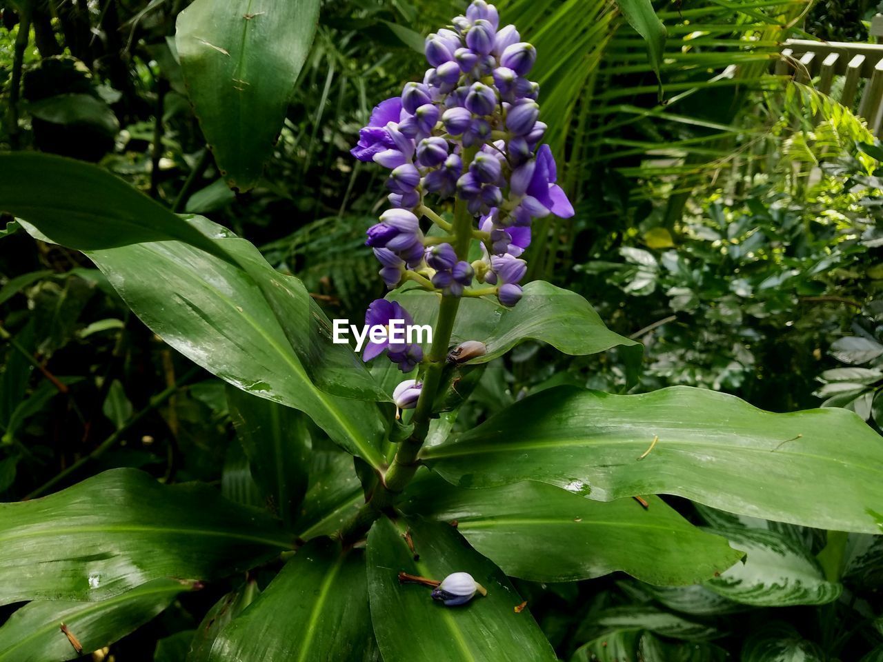 CLOSE-UP OF PURPLE FLOWERS