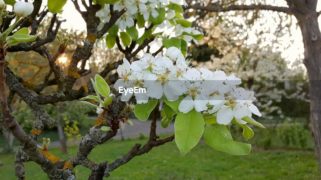 CLOSE-UP OF FLOWERS GROWING ON TREE